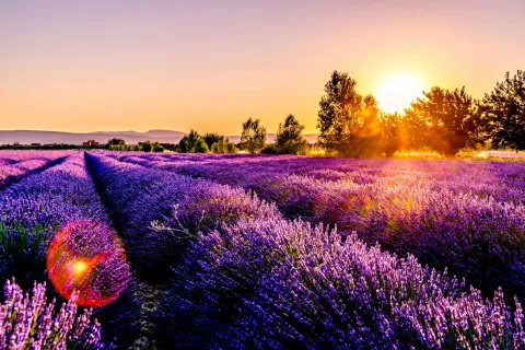 newly bloomed lavender at Linnaea Gardens